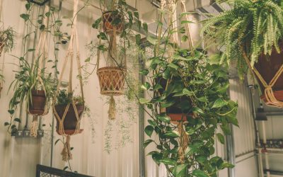 Long Vine Plants: Adding Height And Elegance To Your Indoor Oasis