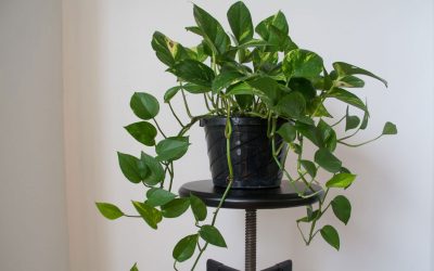 Vine House Plants: Bringing Nature’s Beauty Indoors