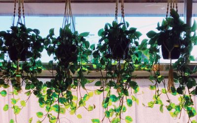 Discover The Charm Of Indoor Vines: Greenery For Every Room