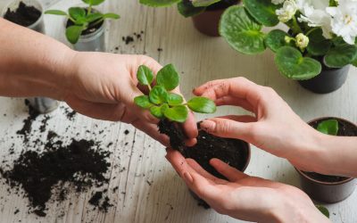 The Importance of Plant Maintenance Services in Workplace Wellness