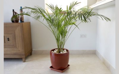 10 Air-Purifying Floor Plants for the Office