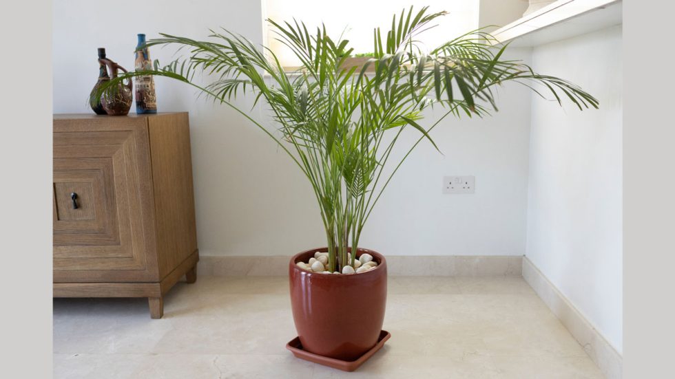 10 Purifying Floor Plants For The Office Mr PlantSoCal   Mr. Plant B2B Contractor Irvine 10 Air Purifying Floor Plants For The Office 980x551 