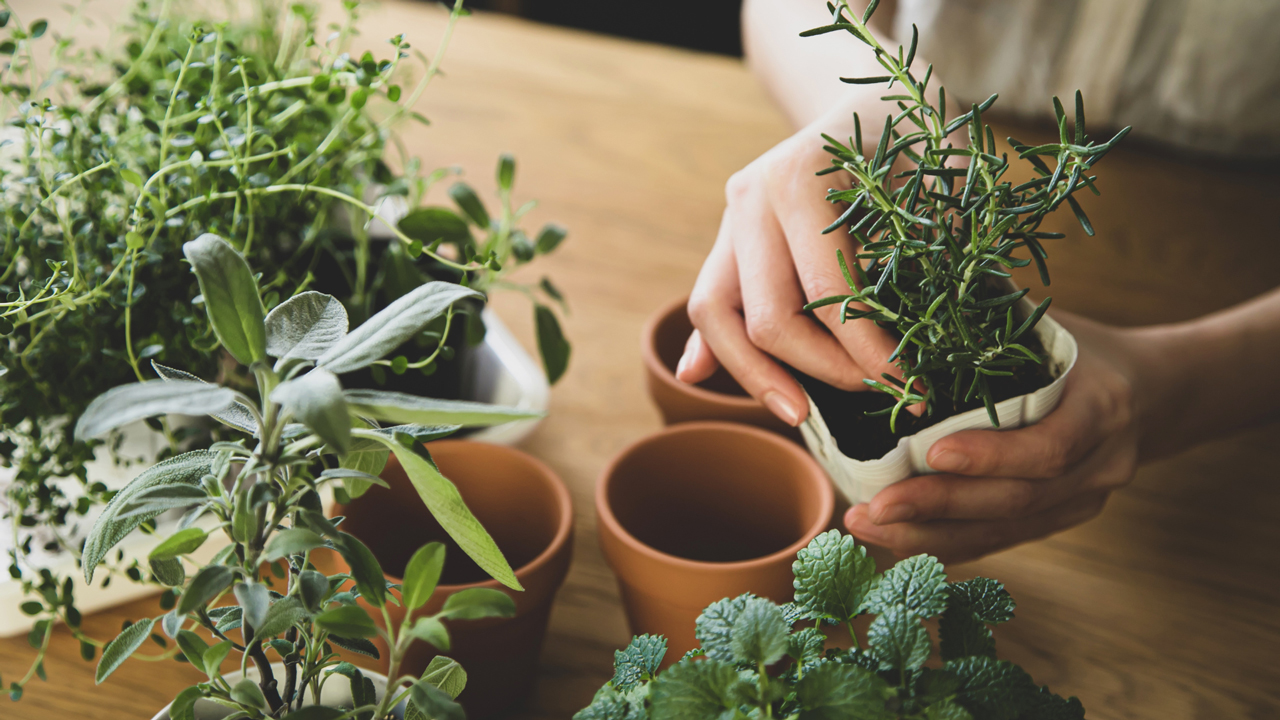 office plants