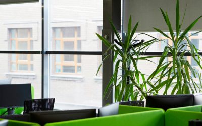 How to Choose the Perfect Office Plants for Low Light Conditions