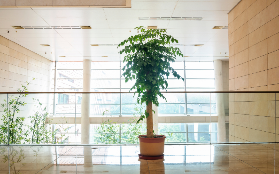 Trends in Commercial Indoor Plant Design for 2025